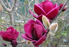 Pianta magnolia genie - pianta, di
