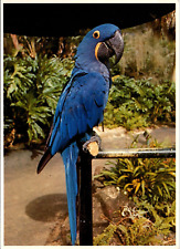 Cartolina Uccellino Giacinto Blu Ara Brasile John Wagner c1977 Impatto Stampa Laser