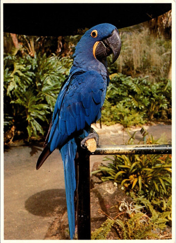 Cartolina uccellino giacinto - cartolina,