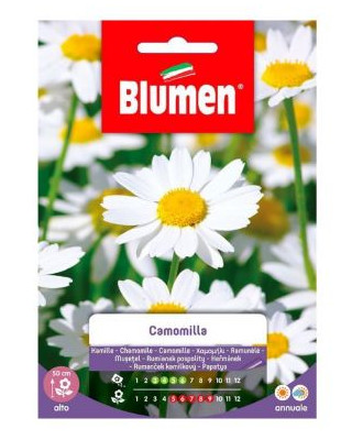 Blumen semi camomilla - semi, di