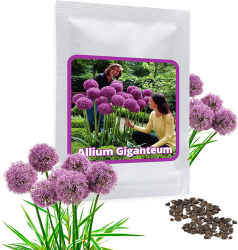 Semi aglio gigante allium - semi, (allium