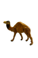 Dromedario in Piedi in