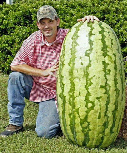 Anguria gigante guinness world - gigante:guinness,