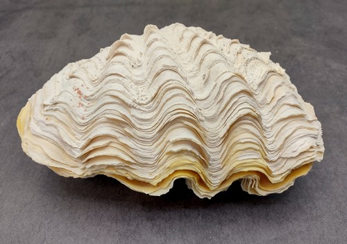 Grande conchiglia derasa clam - grande,