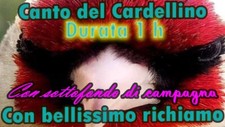 CANTO DEL CARDELLINO CON SOTTOFONDO E RICHIAMO PARTICOLARE CD CANTO 1 ORA