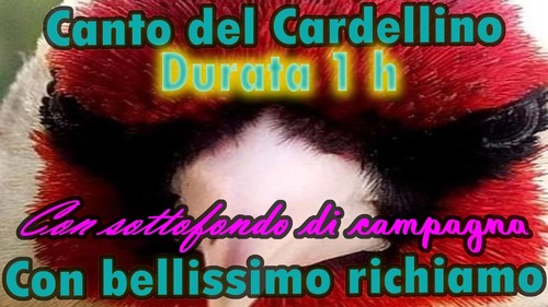 Canto del cardellino con - canto,