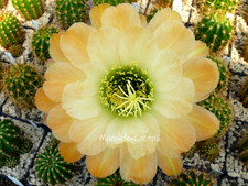 "GENUA" Echinopsis Hybride