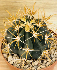 Ferocactus chrysacanthus 