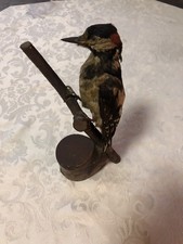 Trofeo Di Caccia Picchio Rosso