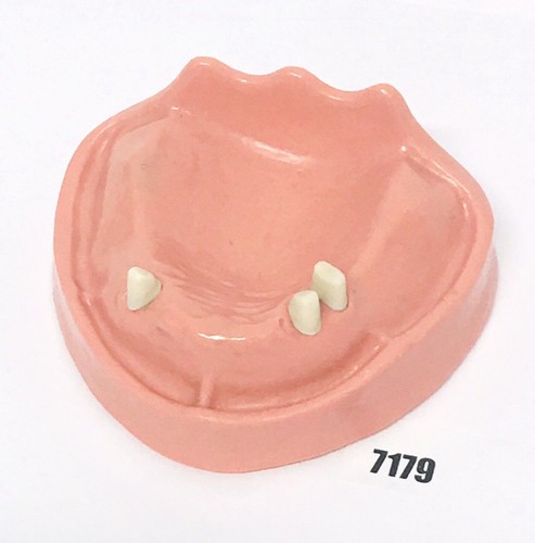 Kavo modello dentale - kavo,