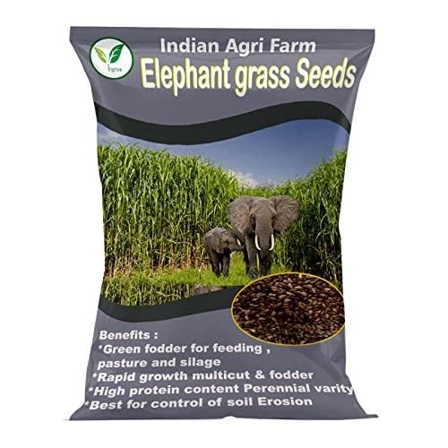 Semi erba elefante - erba, |