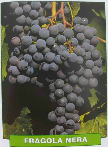 Uva fragola nera - fragola, di