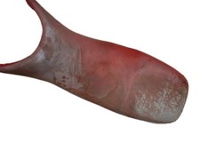 Sella Aprilia Pegaso Cube 650