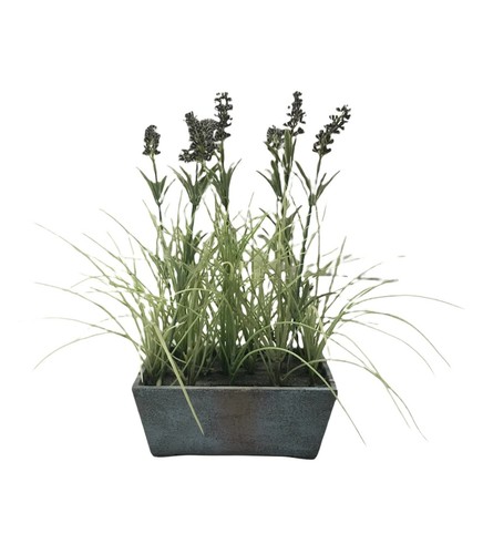 Fiori lavanda con - lavanda,