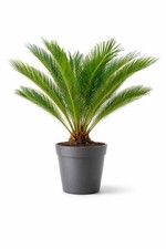 Pianta di CYCAS REVOLUTA