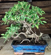 BONSAI FICUS Retusa Tiger Bark, 40 cm, 16 anni Chin. Feige Fico Bonsai Tropicale