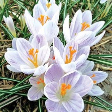 Bulbi di fiori cipolle piante