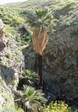 Semi palma washingtonia - di,