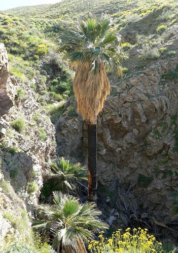 Semi palma washingtonia - 35,