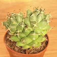 Coryphantha maiz-tablasensis ,  pot 6,5 cm   (Cod. G0080)