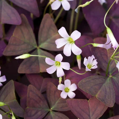 Oxalis bulbi fiori cipolle - oxalis,