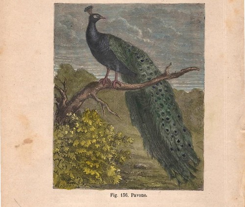 Stampa pavone reale pavo - stampa,
