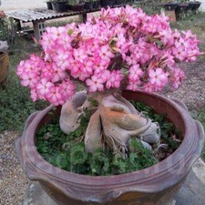 Adenium arabicum - cv, "arabicum"