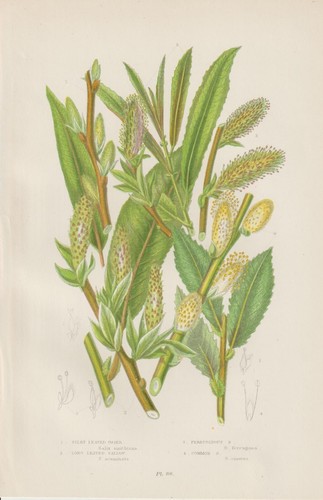 1905 pascoli diversi - 1905,