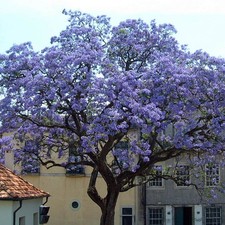 1 PIANTA DI PAULOWNIA