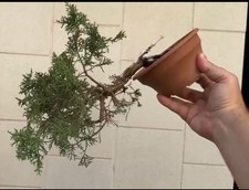 Kishu ginepro - Bonsai di juniperus Kishu
