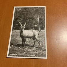 COGNE AOSTA - 1939 Stambecco
