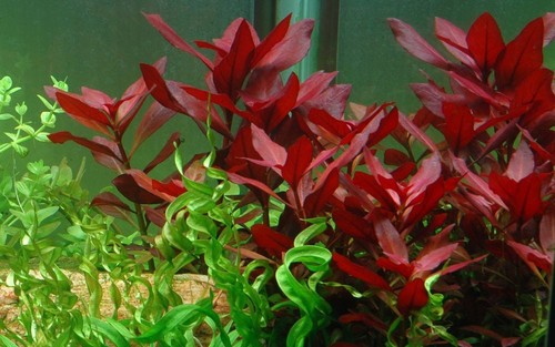 Acquario pianta ludwigia - acquario,