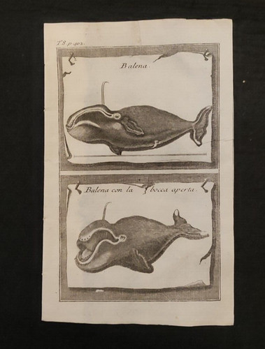 Balena antica stampa - antica, originale