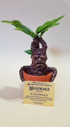 Mandragola harry - mandragola,