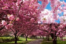 CEREZO japonés   sakura