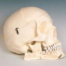 Teschio umano plastica - umano, in