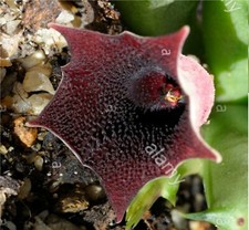 Huernia Macrocarpa PENZIGII - 1 SINGOLO Stelo a radice Nuda, Fiore in foto WEB