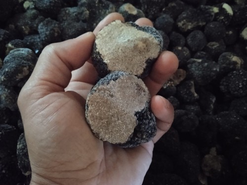 Tartufo nero estivo intero 500 - intero,