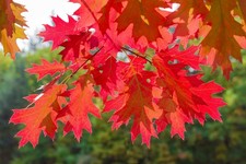 Quercia rossa americana