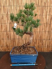 Bonsai pino pentaphilla h - di,