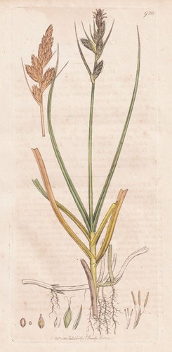 Carex arenaria segge erbe - carex,