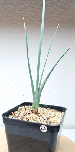 Dracaena serrulata - ,