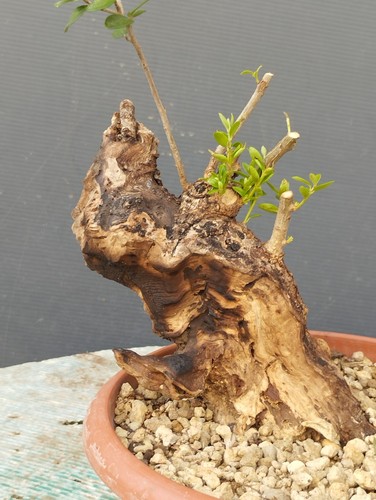 Bonsai olivastro 20x10cm - 20x10cm, in