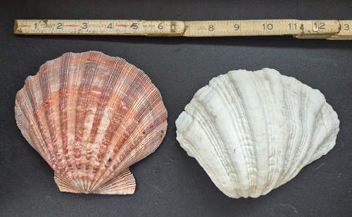 Grande tridacna gigas artiglio - grande,