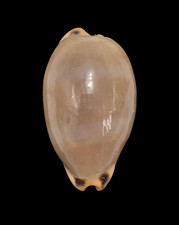 Conchiglia Shell CYPRAEA
