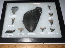 Lotto denti di squalo fossili