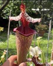 Pianta carnivora Leucophylla x