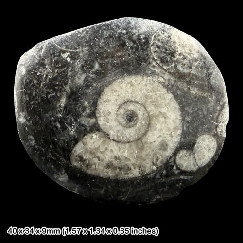 Fossil goniatite ordovician - fossil,