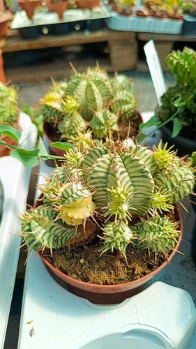 Euphorbia meloformis variegata - meloformis,