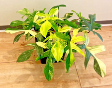 Philodendron Florida Beauty variegata * no billietiae-ilsemanii-joepii